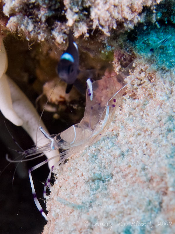 Photo at Ras Ghazlani:  Long-arm cleaner shrimp