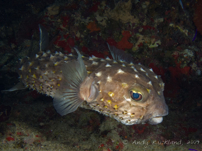 Photo at Shark & Yolanda Reefs:  Spotbase burrfish