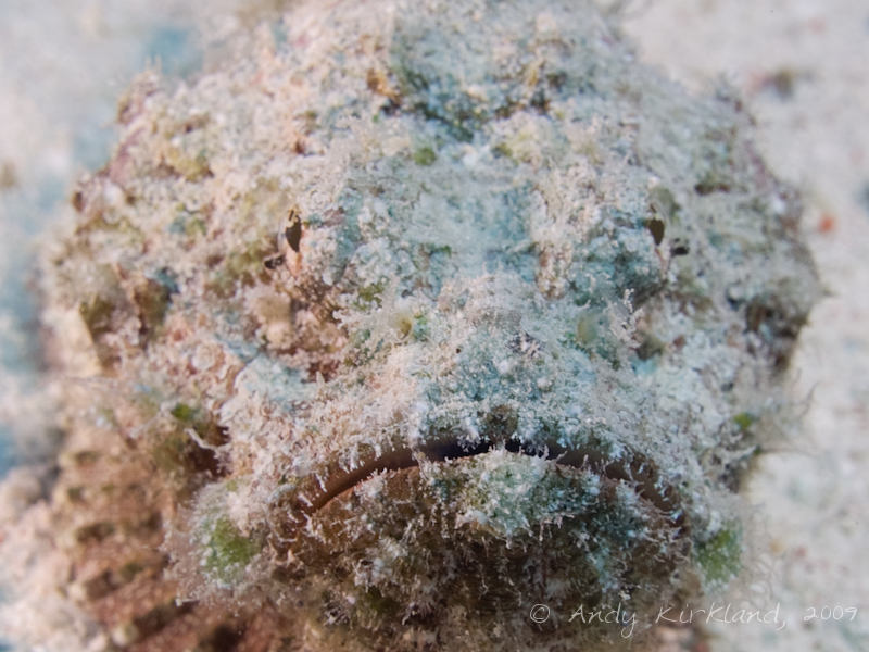 Photo at Shark & Yolanda Reefs:  False stonefish
