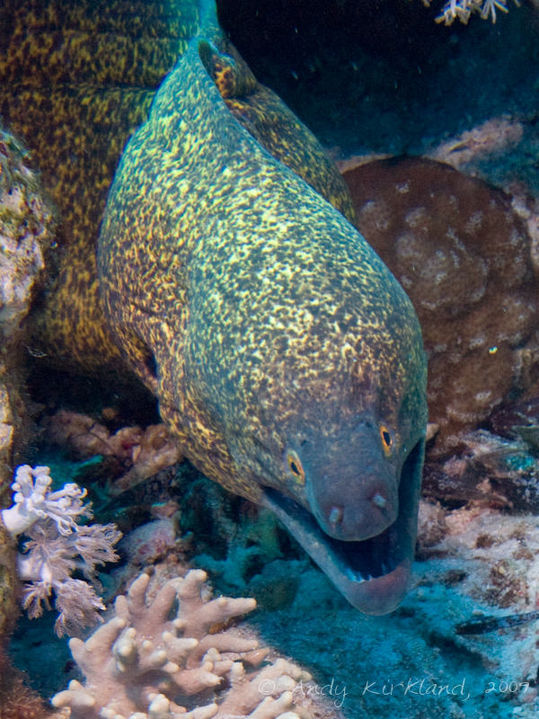 Photo at Shark & Yolanda Reefs:  Yellow-edged moray