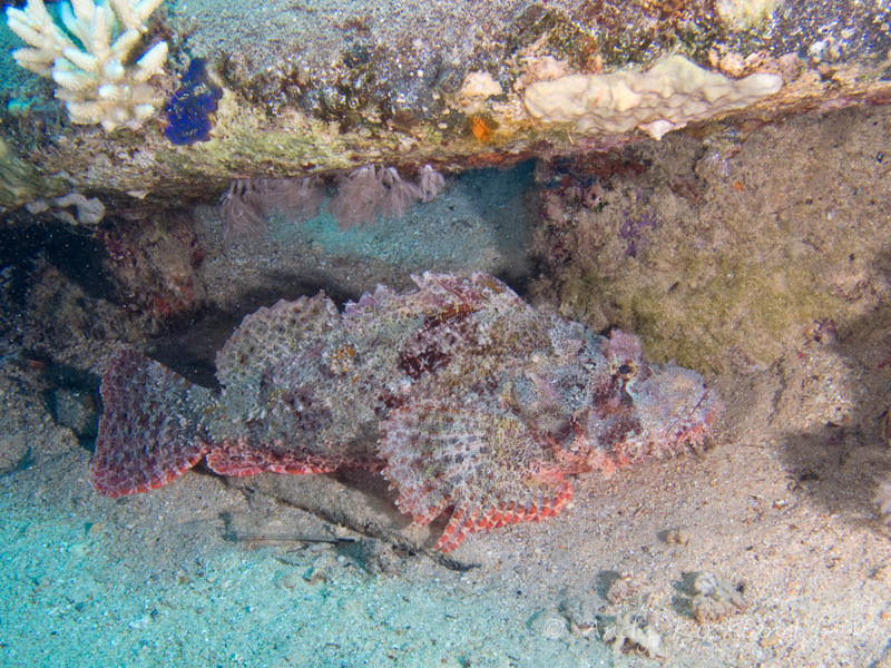 Photo at Shark & Yolanda Reefs:  Tassled scorpionfish