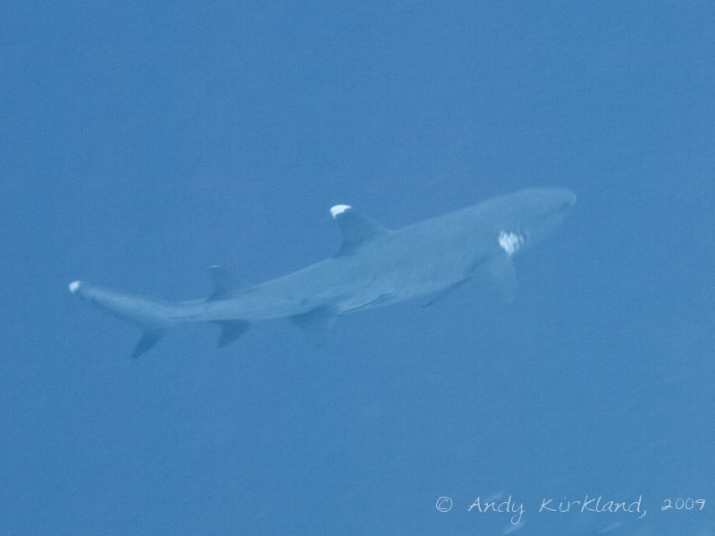 Photo at Gordon Reef:  Whitetip reef shark