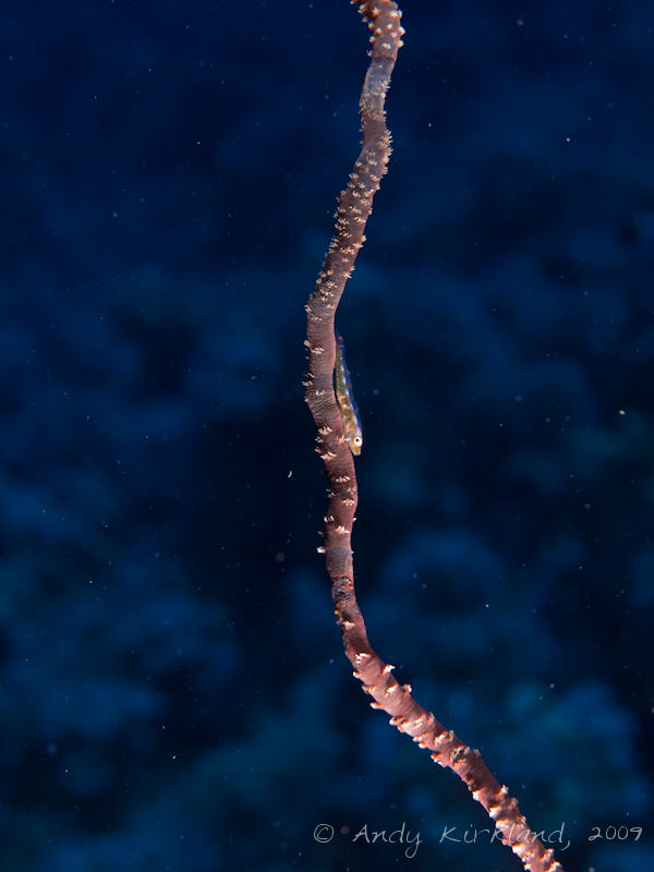 Photo at Gordon Reef:  Whip coral goby