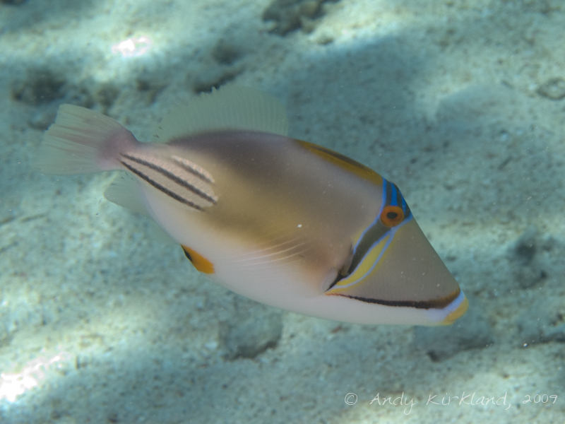 Photo at Gordon Reef:  Picasso triggerfish