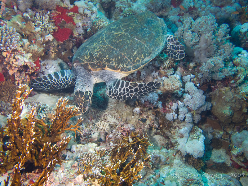Photo at Thomas Reef:  Hawksbill Turtle