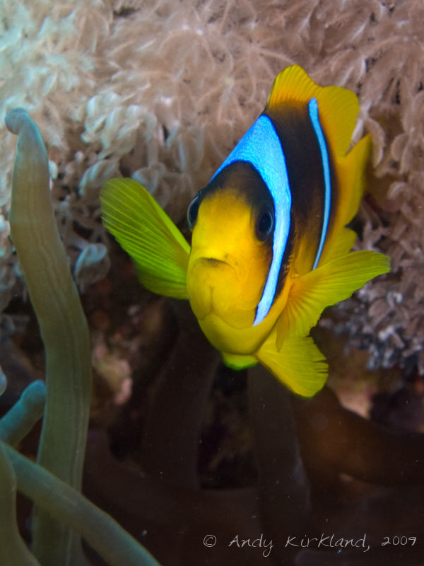 Photo at Thomas Reef:  Twoband anemonefish