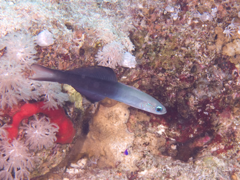 Photo at Ras Zata'ar:  Blackfin dartfish