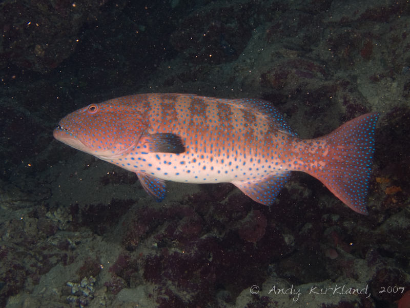 Photo at Ras Zata'ar:  Red Sea coralgrouper