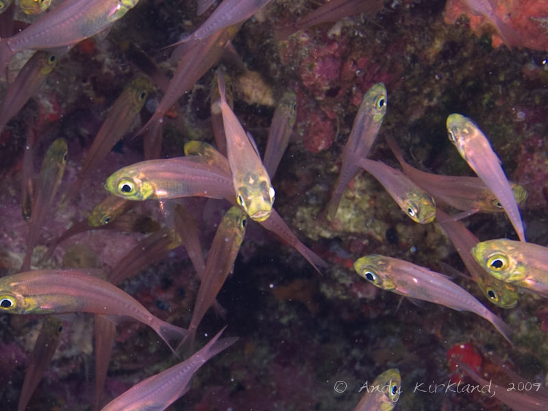 Photo at Shark & Yolanda Reefs:  Pigmy sweeper