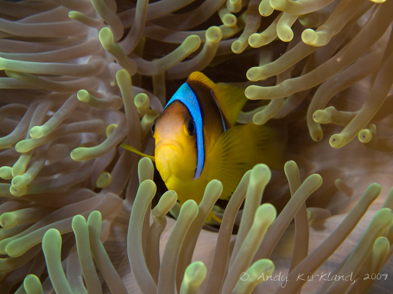 Photo at Shark & Yolanda Reefs:  Twoband anemonefish
