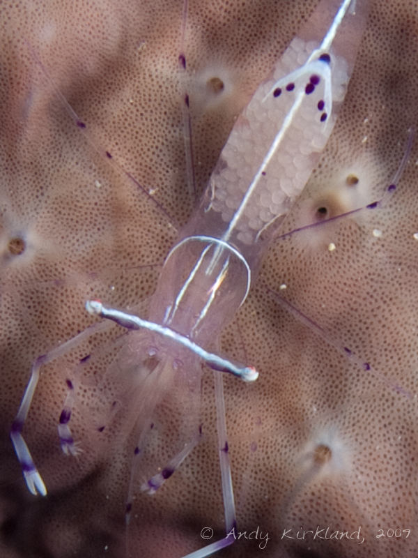 Photo at Jackfish Alley:  Long-arm cleaner shrimp
