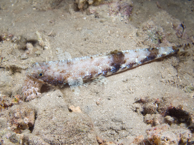 Photo at Movenpick Reef:  Gracile lizardfish