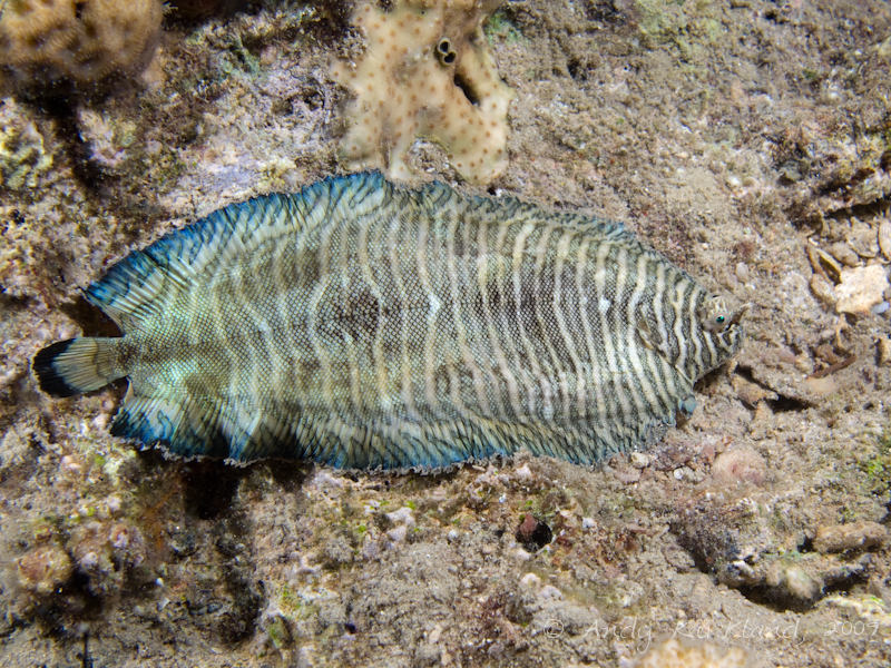 Photo at Movenpick Reef:  Banded sole