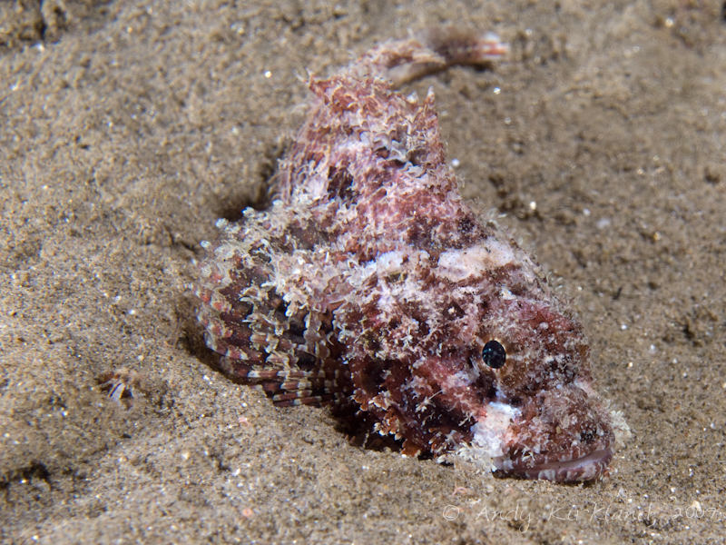 Photo at Movenpick Reef:  Bearded scorpionfish