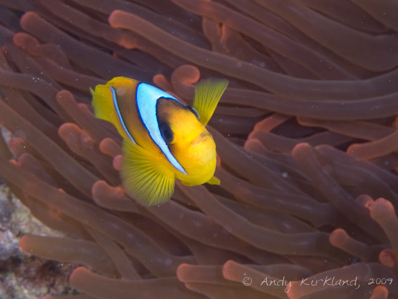Photo at Gordon Reef:  Twoband anemonefish