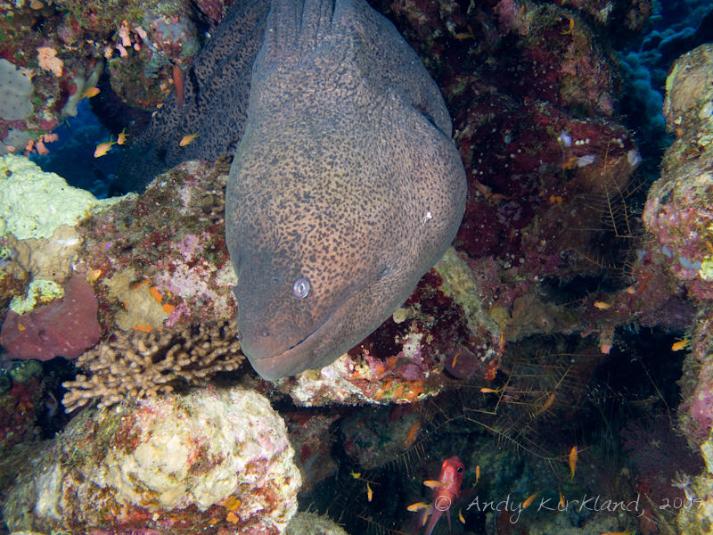 Photo at Gordon Reef:  Giant moray