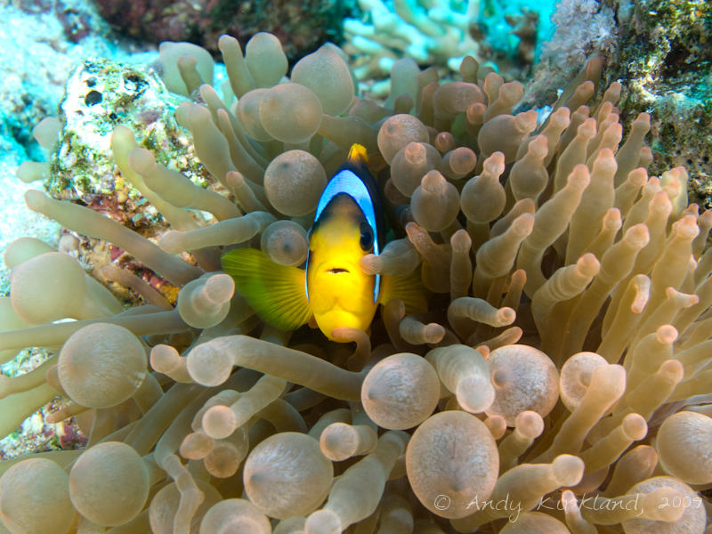 Photo at Ras Bob:  Twoband anemonefish