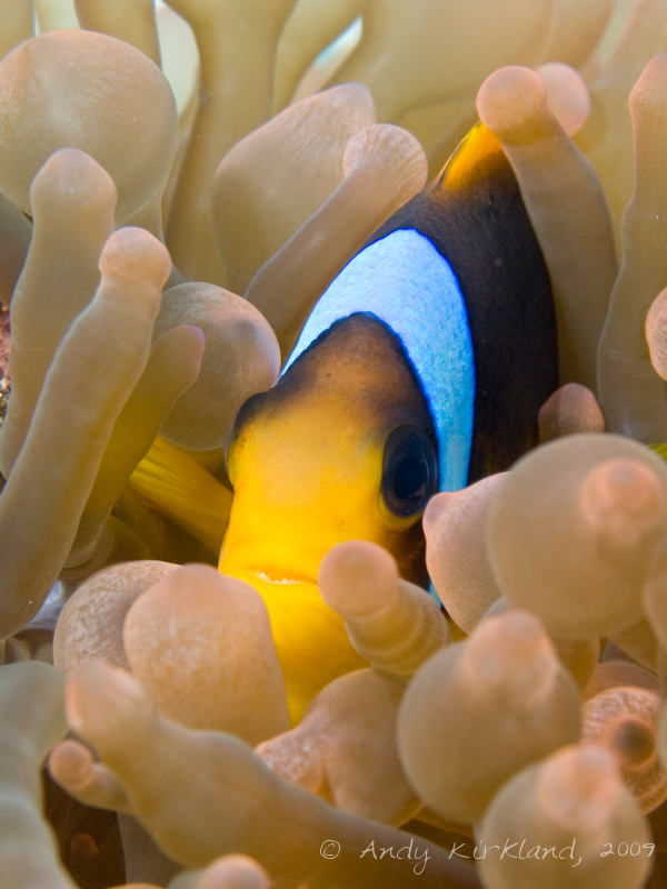 Photo at Ras Bob:  Twoband anemonefish