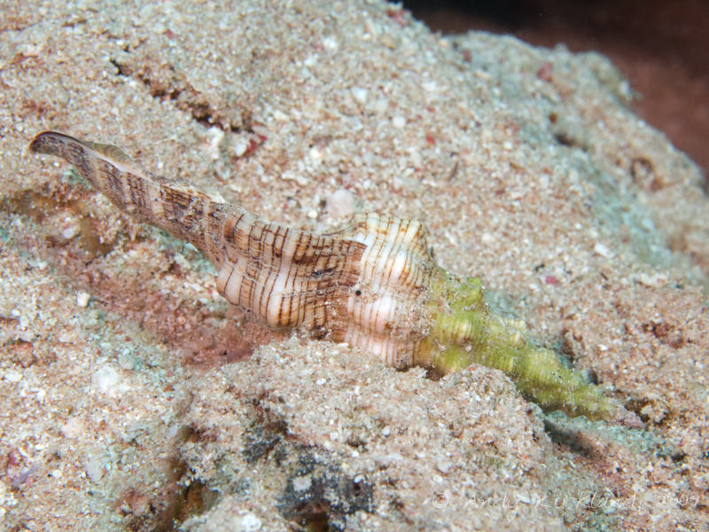 Photo at Ras Bob:  Horse conch