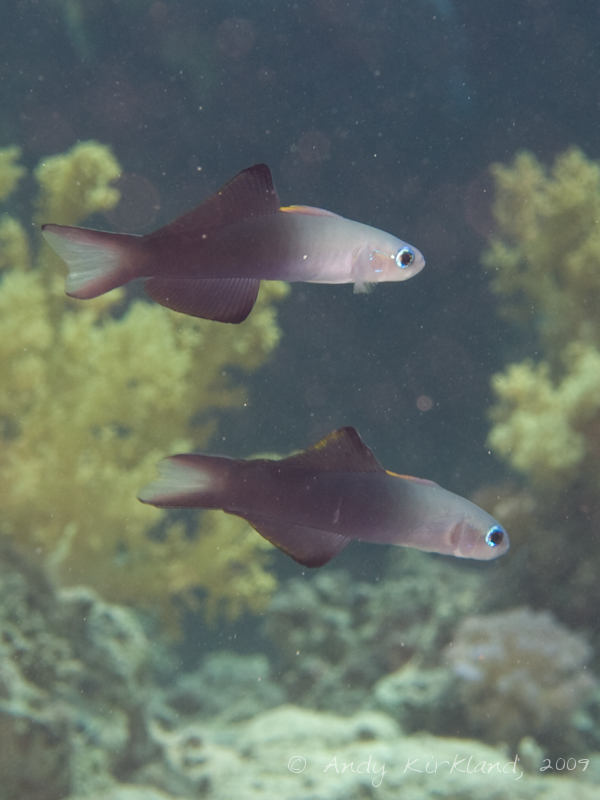 Photo at Ras Bob:  Blackfin dartfish
