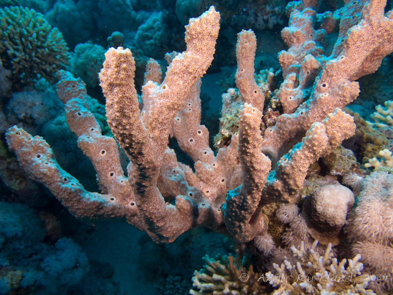 Photo at Gordon Reef:  Finger sponge