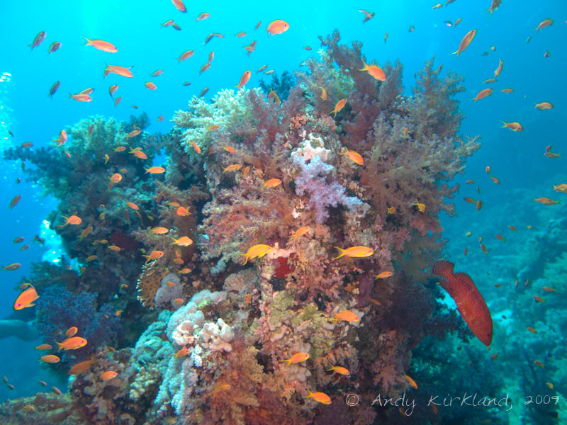 Photo at Shark & Yolanda Reefs:  Sea goldie