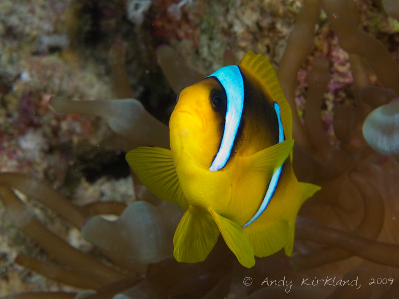 Photo at Ras Zata'ar:  Twoband anemonefish