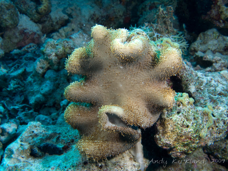 Photo at Ras Zata'ar:  Rough Leather coral
