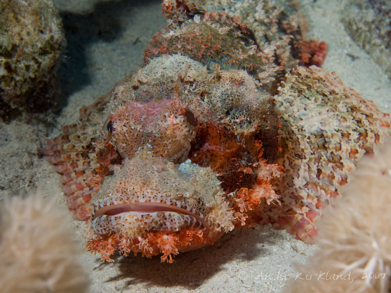 Photo at Ras Um Sid:  Tassled scorpionfish