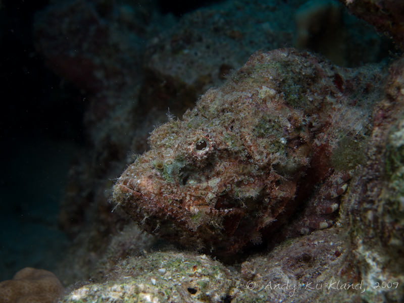 Photo at Stingray Station:  Tassled scorpionfish