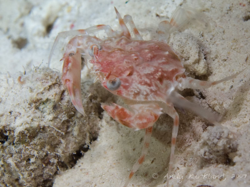 Photo at Sha'ab El Off:  Spike-shelled swimming crab