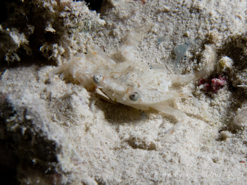 Photo at Sha'ab El Off:  Spike-shelled swimming crab