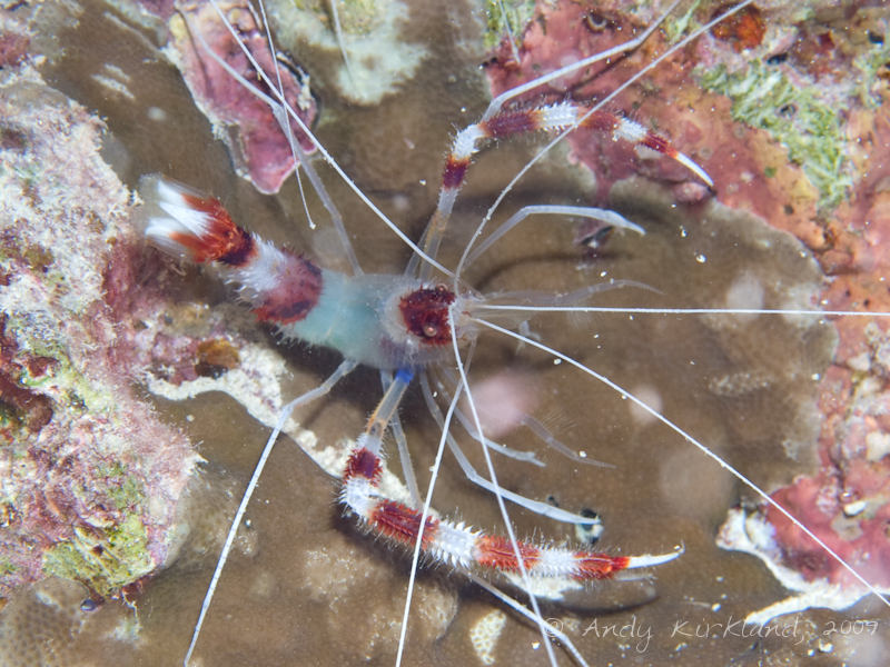 Photo at Sha'ab El Off:  Banded boxer shrimp