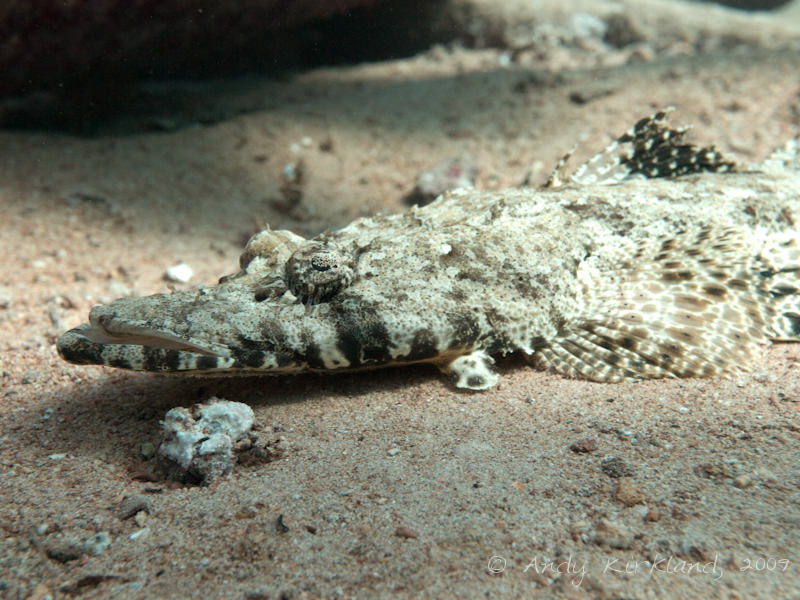 Photo at Shark & Yolanda Reefs:  Tentacled flathead