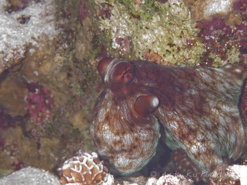 Photo at Jackson Reef:  Reef Octopus