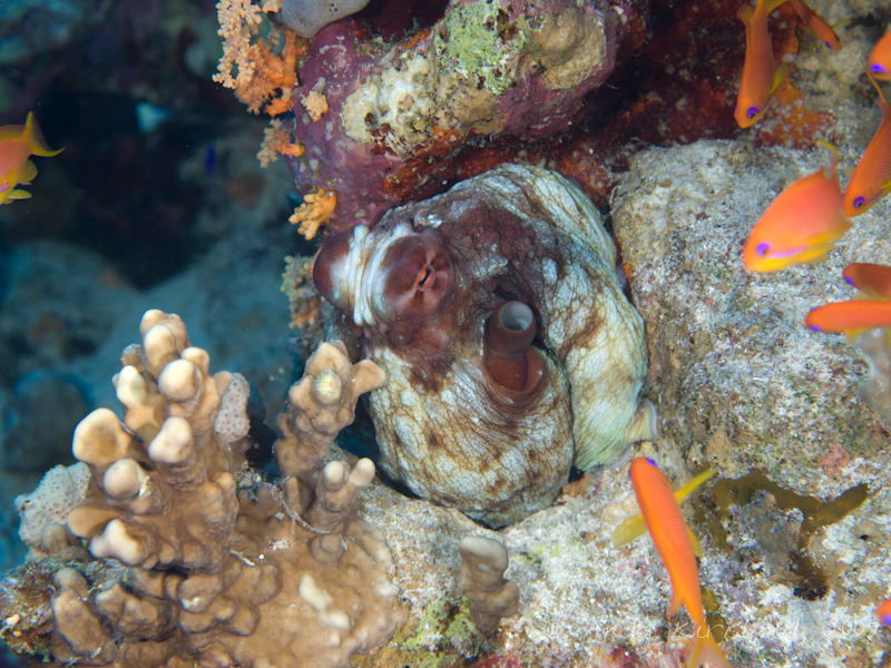 Photo at Jackson Reef:  Reef Octopus