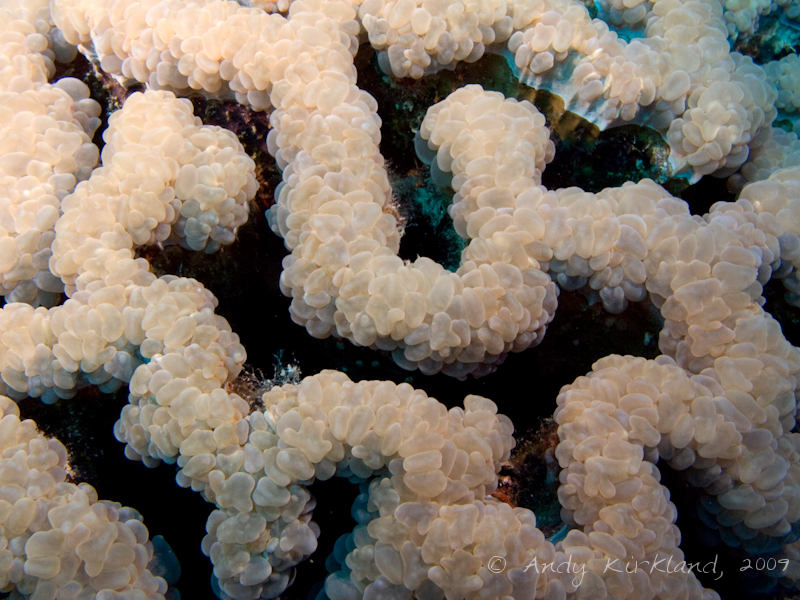 Photo at Woodhouse Reef:  Bubble coral