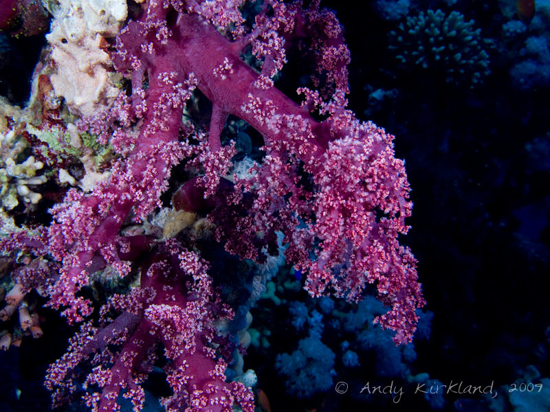 Photo at Woodhouse Reef: 