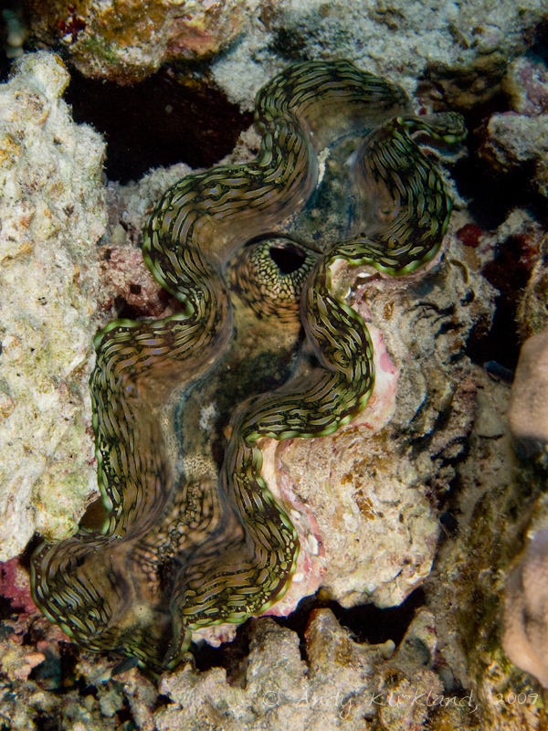 Photo at Woodhouse Reef:  Giant Clam