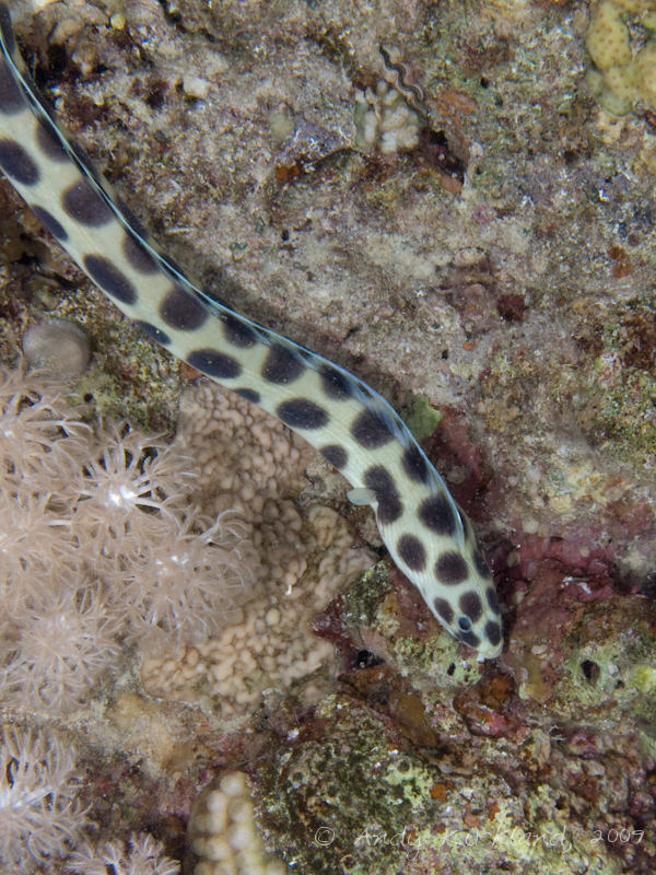 Photo at White Knights:  Tiger snake eel
