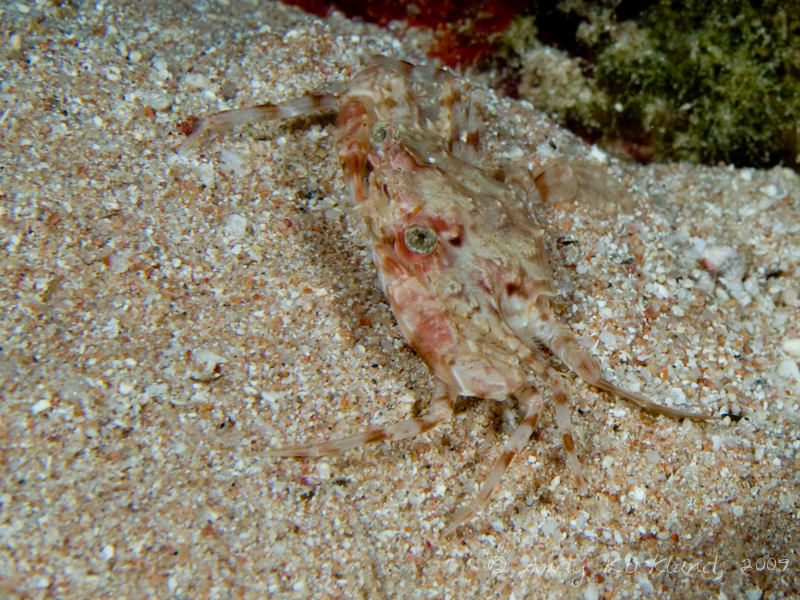 Photo at White Knights:  Spike-shelled swimming crab