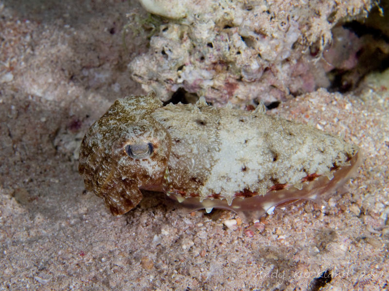 Photo at White Knights:  Hooded cuttlefish