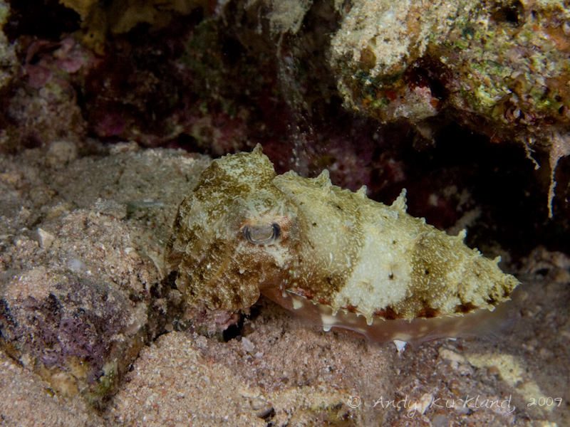 Photo at White Knights:  Hooded cuttlefish