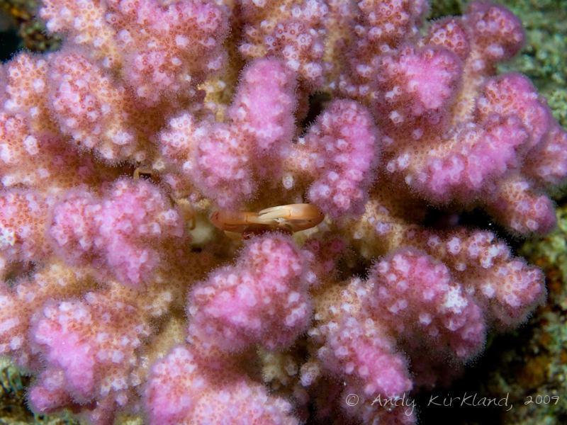 Photo at White Knights:  Acropora crab