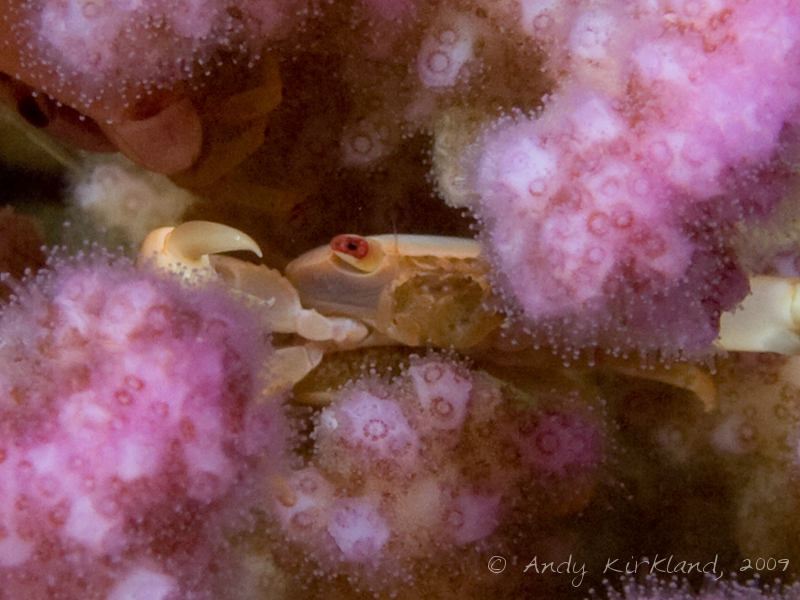 Photo at White Knights:  Acropora crab