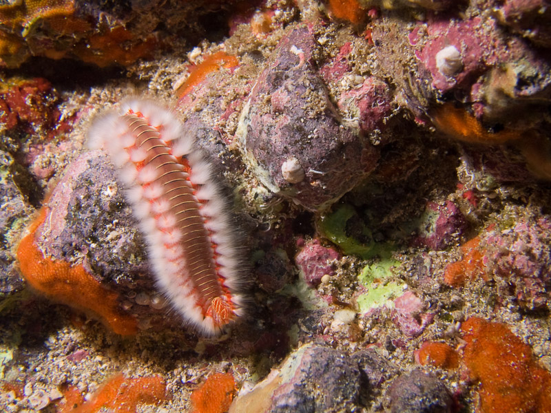 Photo at Neptune's Cave:  Bearded Fireworm