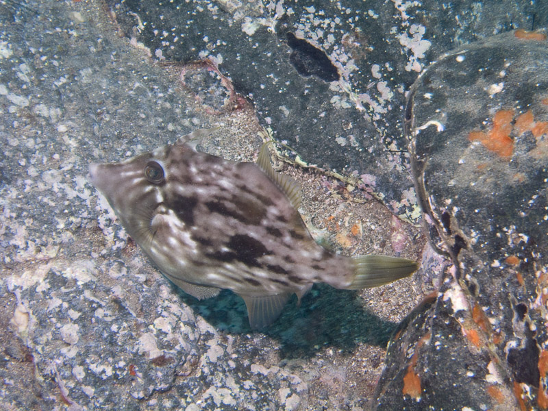 Photo at Neptune's Cave:  Planehead filefish