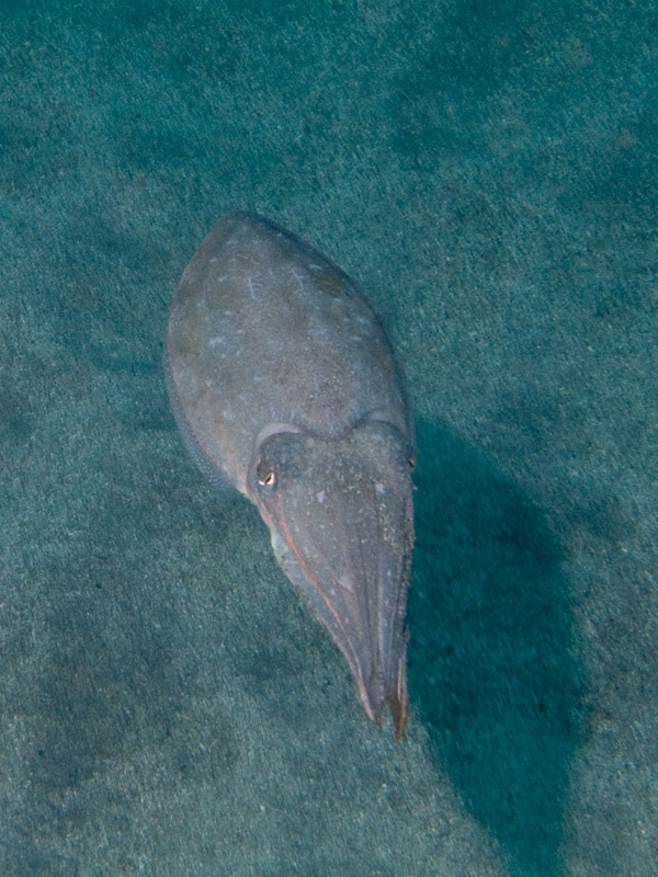 Photo at Yellow Mountain:  Cuttlefish