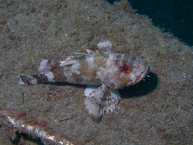 Photo at Stingrays:  Scorpionfish