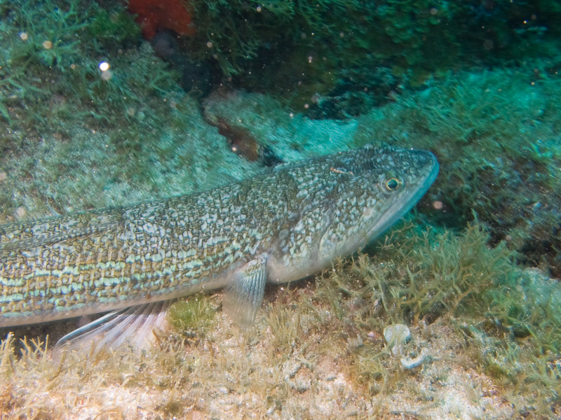 Photo at Condosita:  Atlantic lizardfish